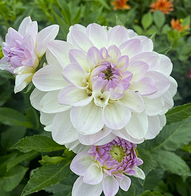 Dahlia Eveline